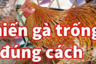 Cao thủ bật mí thiến gà đúng cách siêu hay