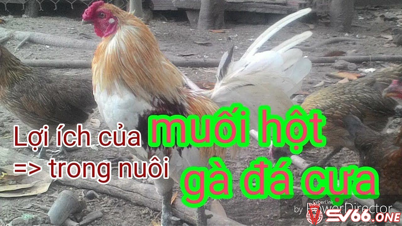 Muối hột đóng vai trò quan trọng giúp tăng sức đề kháng và tăng thể trạng